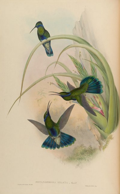 Petasophora iolata by John Gould